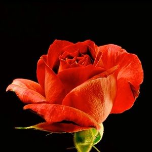 Meet your Posher, Ava